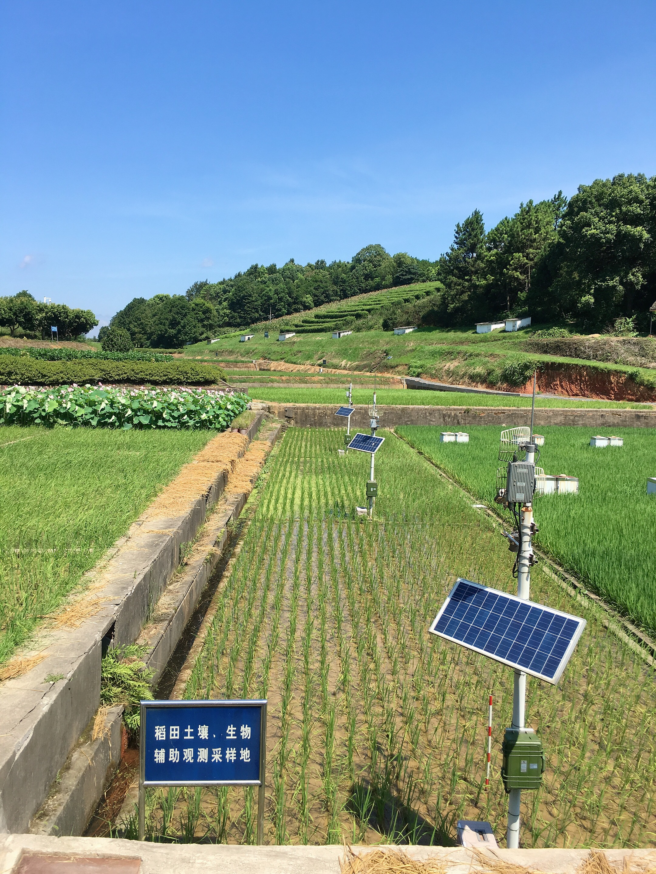 桃源站稻田土壤、生物辅助观测采样地
